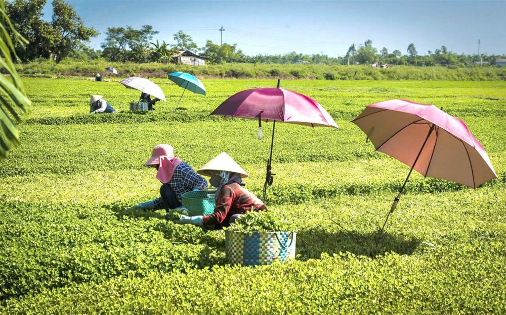 Thành phố Huế chọn sản phẩm chủ lực, thúc đẩy nông nghiệp hàng hóa theo chuỗi