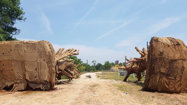2 cây “quái thú” rời Đắk Lắk với thủ tục chóng vánh