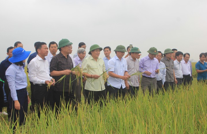 Quảng Trị: Sẽ tiến tới xây dựng Nhà máy chế biến về gạo hữu cơ