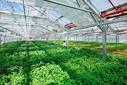 Hướng đi trong sản xuất nông nghiệp